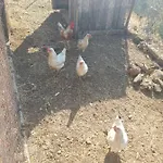 Kazdaglari Zeytunihan Butik *
