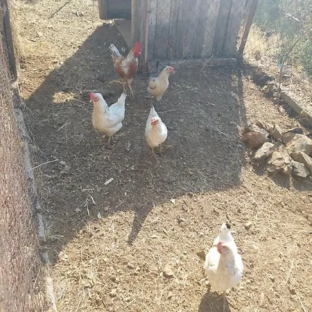 Kazdaglari Zeytunihan Butik *