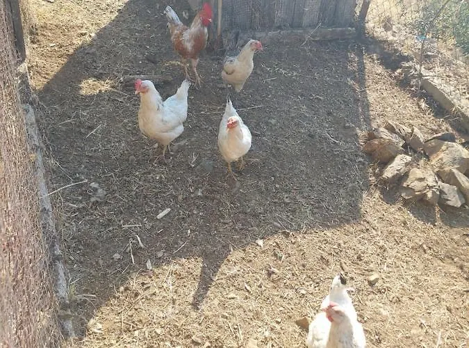 Kazdaglari Zeytunihan Butik *